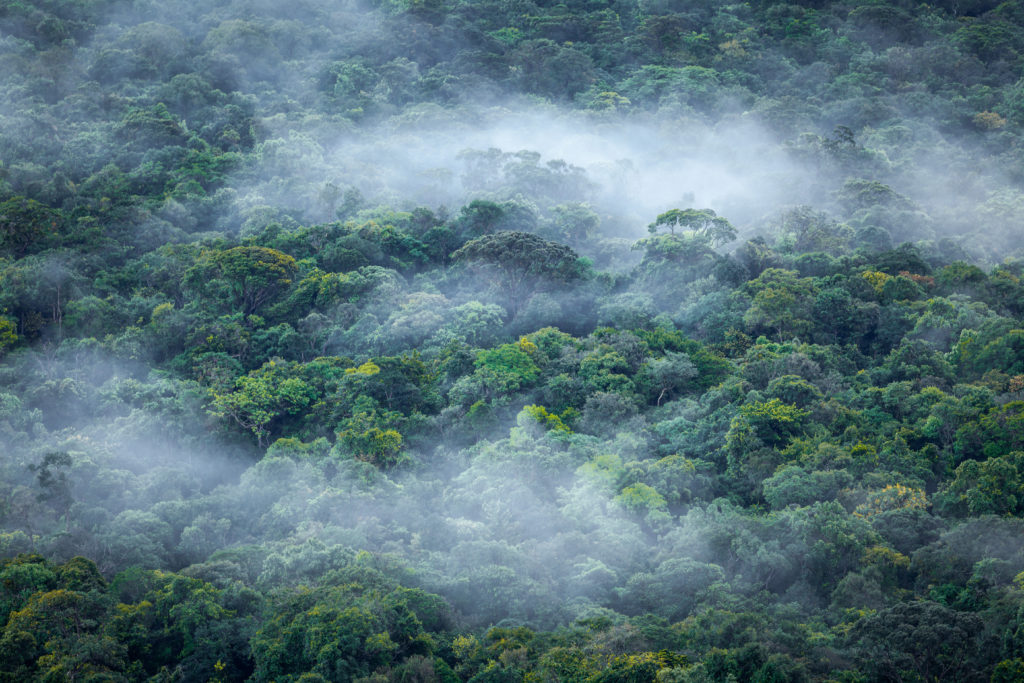 Mist,Floating,Over,The,Jungle,,Rainy,Season,In,Highland,Of Mist,Floating,Over,The,Jungle,,Rainy,Season,In,Highland,Of